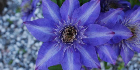 King liana plamének: nejlepší odrůdy a typy s fotografiemi a popisy